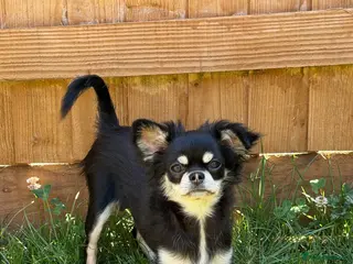 Chihuahua dogs KC longhair chihuahua girl (health tested parents) - Advert 1