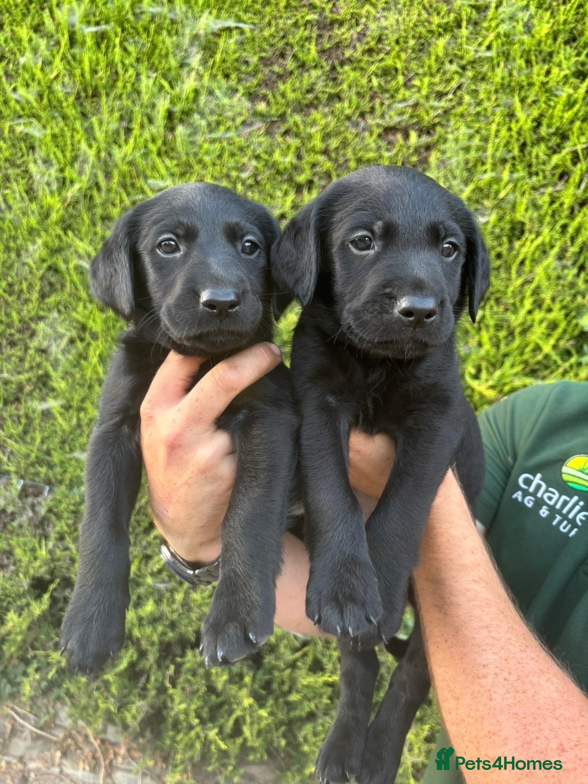 Labrador Retriever dogs Labrador Puppies - Advert 2