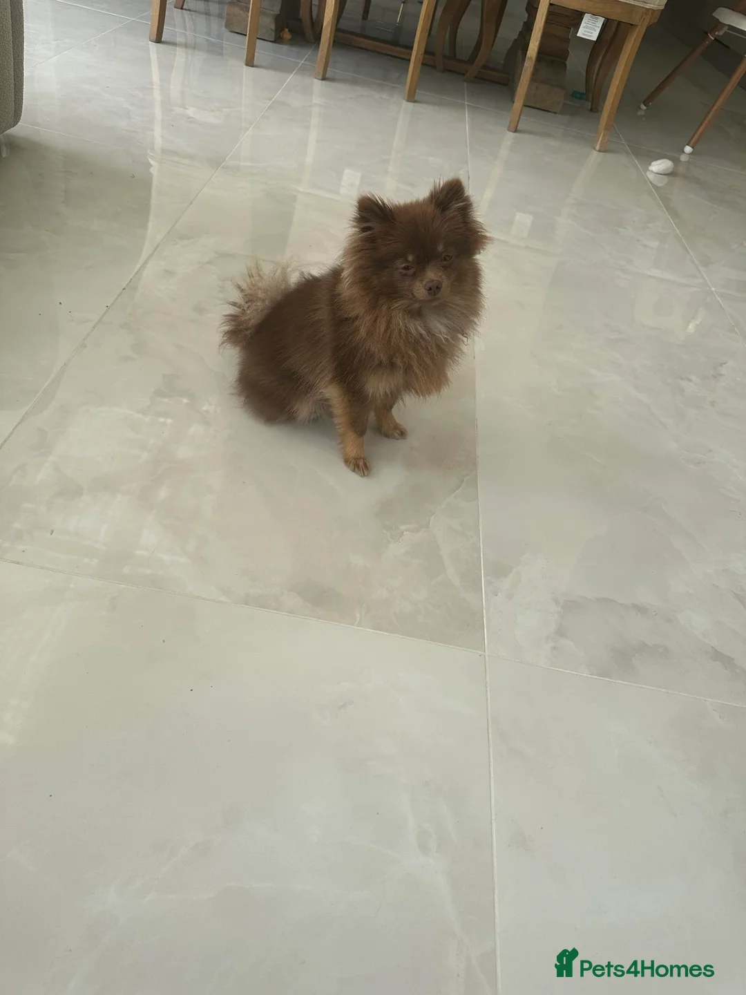 Pomeranian dogs for sale: Tiny Pomeranian Pups - Advert 8