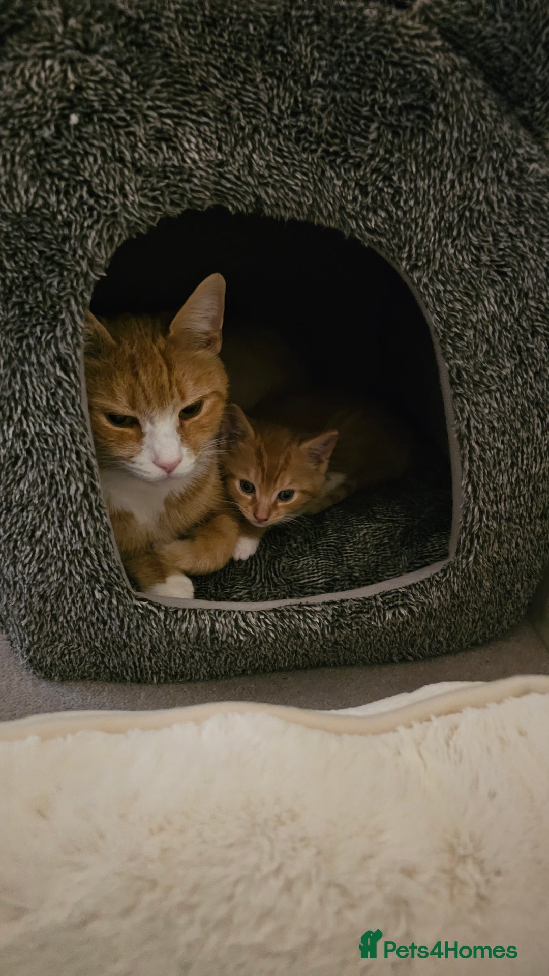 British Shorthair cats for sale: A Kitten for  **   - Advert 2