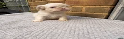 French Bulldog dogs for sale: 💕🐾 GORGEOUS FLUFFY FRENCH BULLDOG GIRLS KC REG - Advert 11