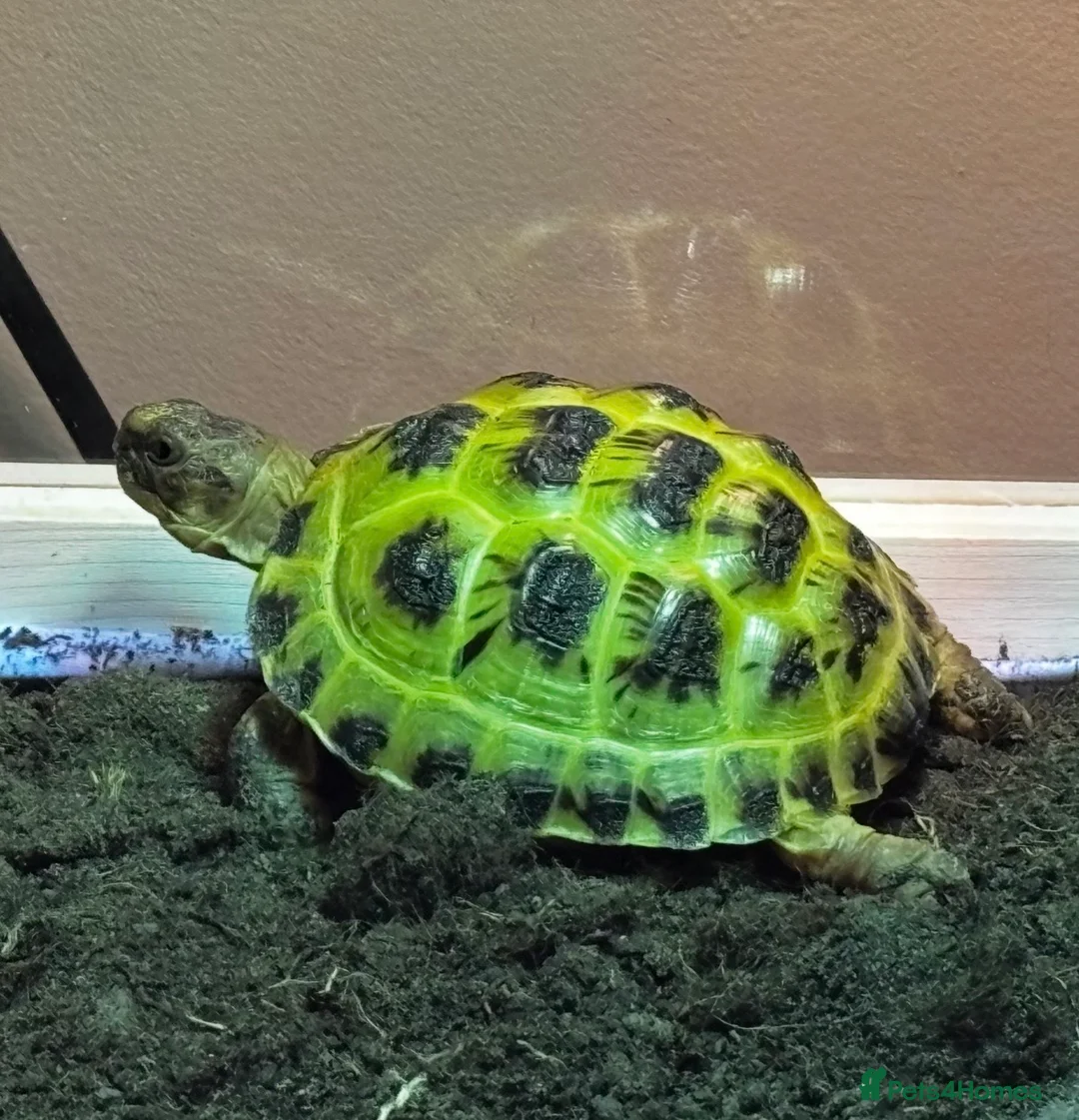 Tortoise reptiles for sale: 1 year old Horsfield Tortoise with enclosure etc - Advert 6