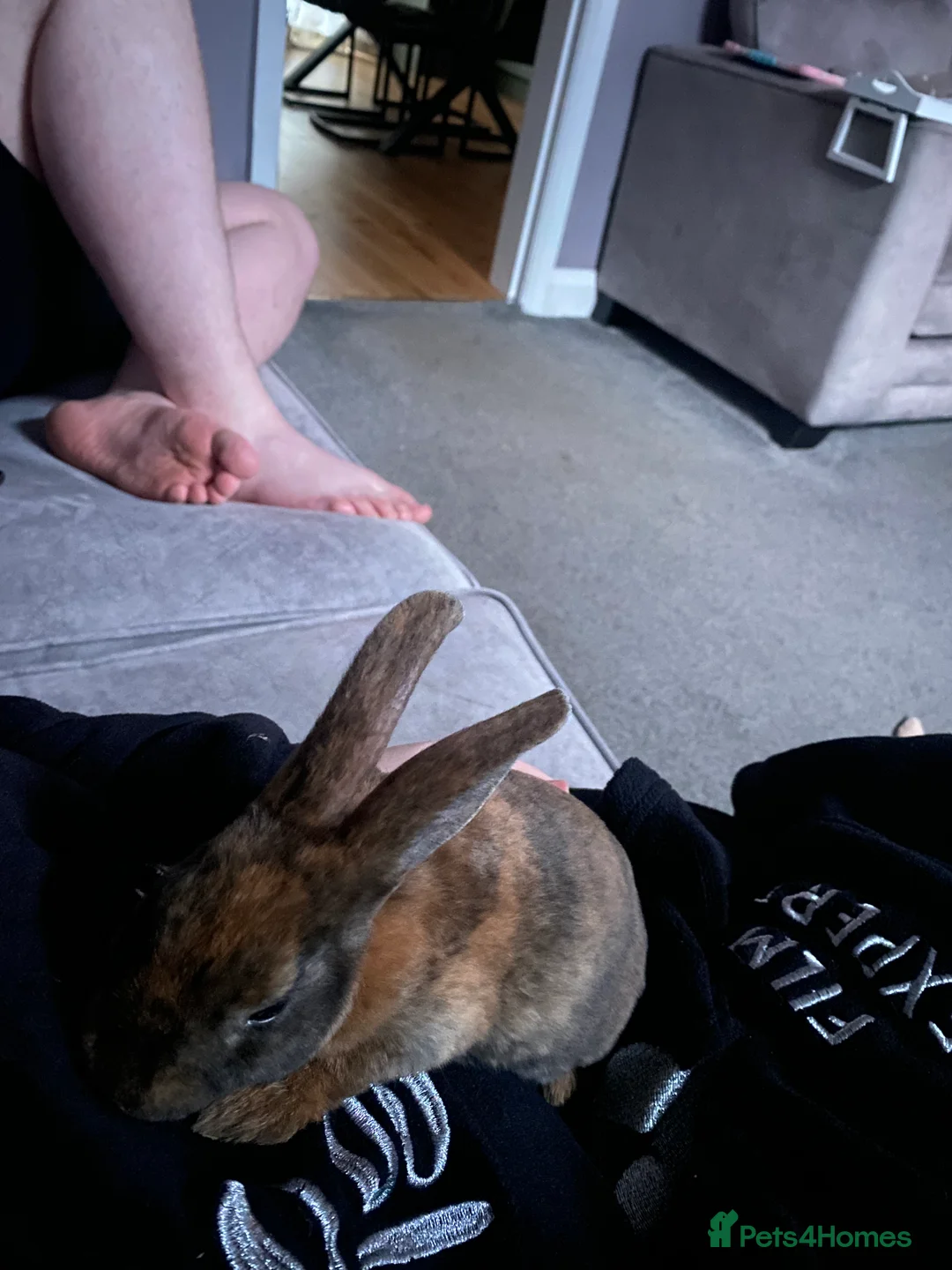 Rex rabbits for sale: 2 male mini Rex rabbits for sale  - Advert 3