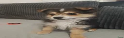 Maltipom dogs for sale: Maltipom  in Stoke-on-Trent - Advert 4