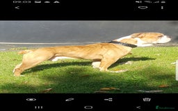 Olde English Bulldogge dogs for stud: Olde English bulldogge for stud  - Image 2