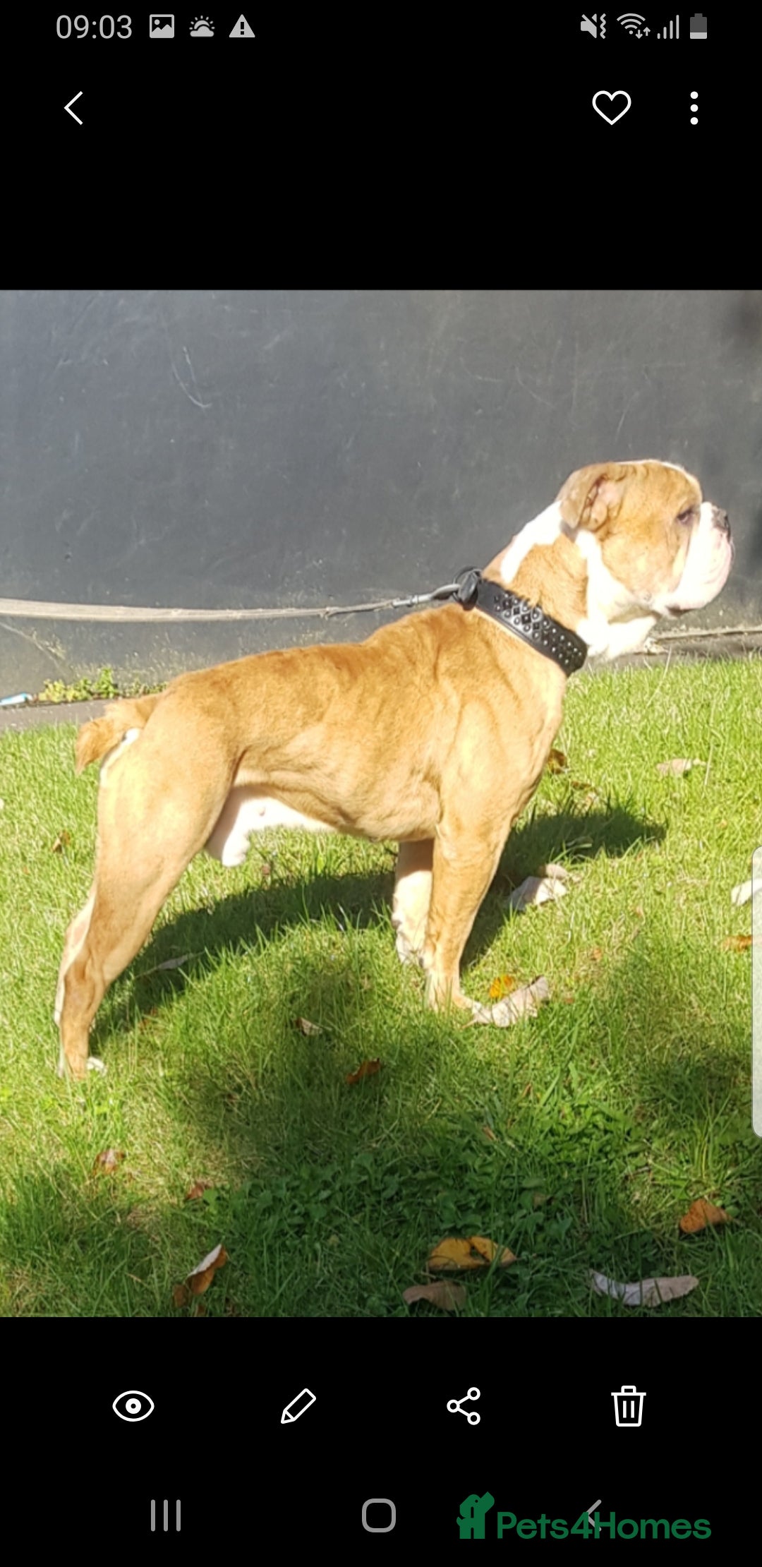 Olde English Bulldogge dogs for stud: Olde English bulldogge for stud  - Image 2