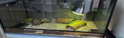 Tortoise reptiles for sale: Leapord Tortoise in Stockport - Advert 4
