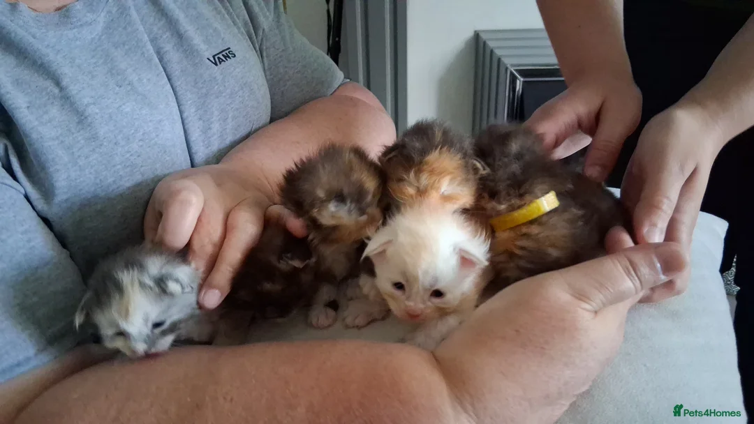 Maine Coon cats for stud: STUNNING SILVER MAINECOON FOR STUD - Advert 11