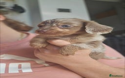 Miniature Dachshund dogs for sale: KC REGISTERED miniature DACHSHUND!!  - Image 5