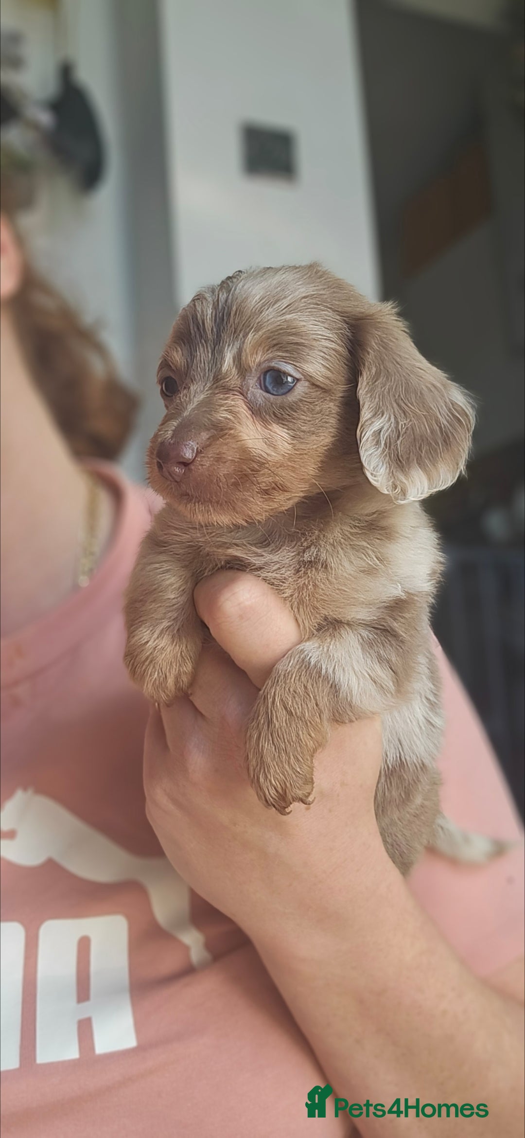 Miniature Dachshund dogs for sale: KC REGISTERED miniature DACHSHUND!!  - Image 5