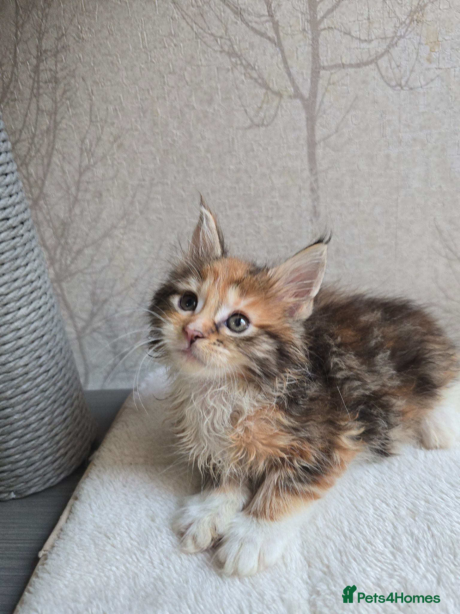 Maine Coon cats Beautiful Maine Coon Kittens  - Advert 1