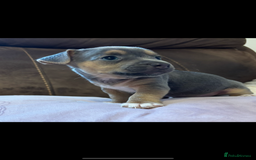 Jack Russell dogs for sale: Miniature Jack Russell Puppies - Image 1