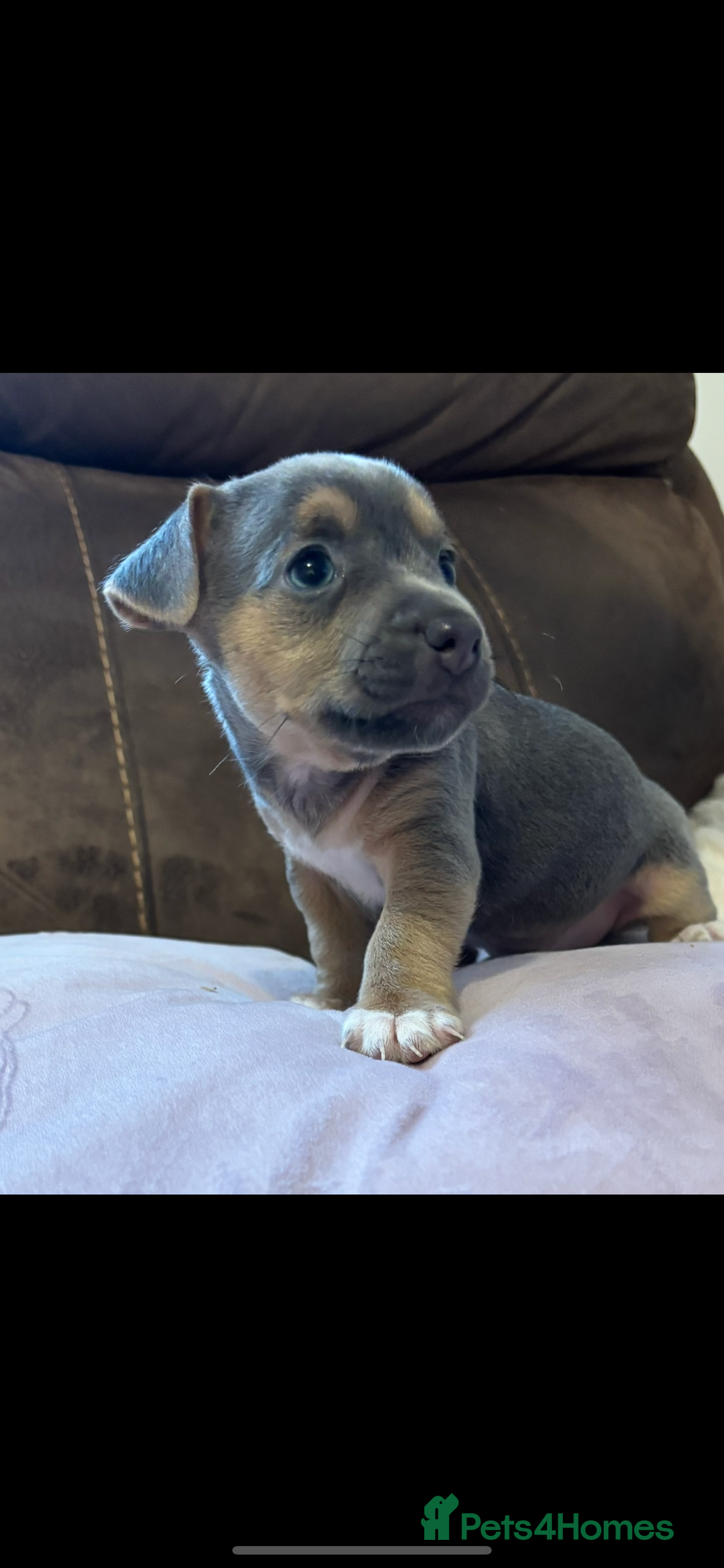 Jack Russell dogs for sale: Miniature Jack Russell Puppies - Image 1