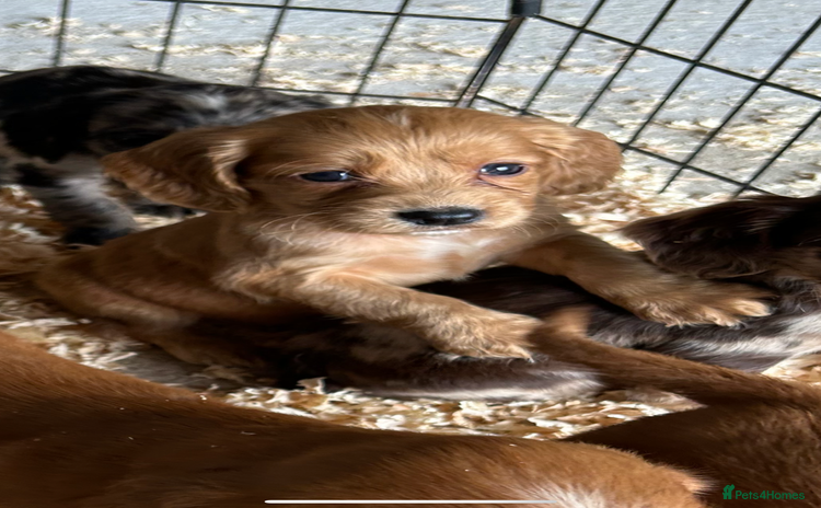 Cocker Spaniel dogs - Advert 13