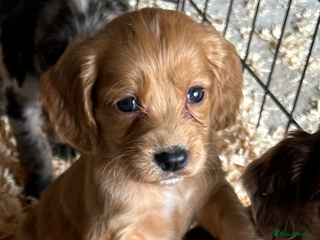 Cocker Spaniel dogs - Advert 22