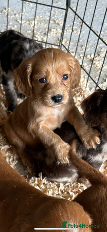 Cocker Spaniel dogs - Advert 13