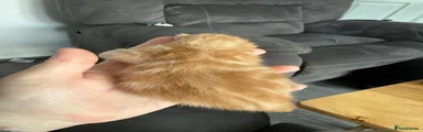 Ginger Boy