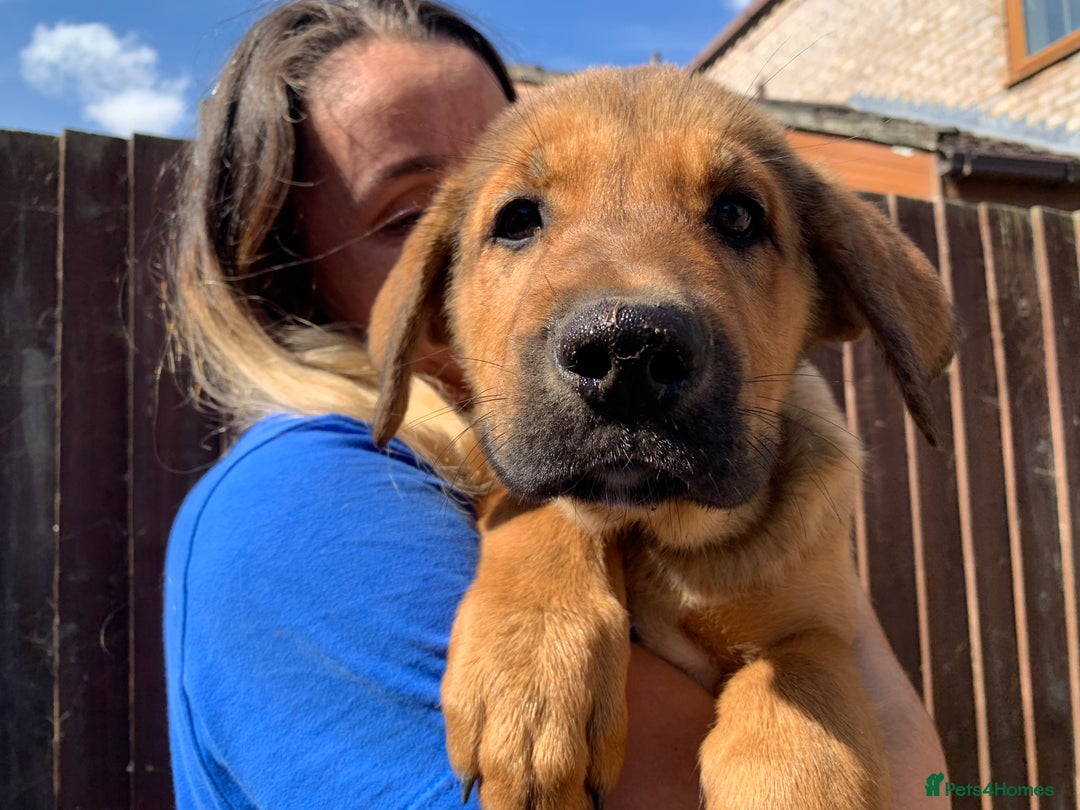 Mixed Breed dogs for sale: Cane corso X Alaskan malamute surprise litter  - Image 25