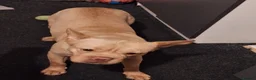 Mixed Breed dogs for sale:  frenchie - Advert 2