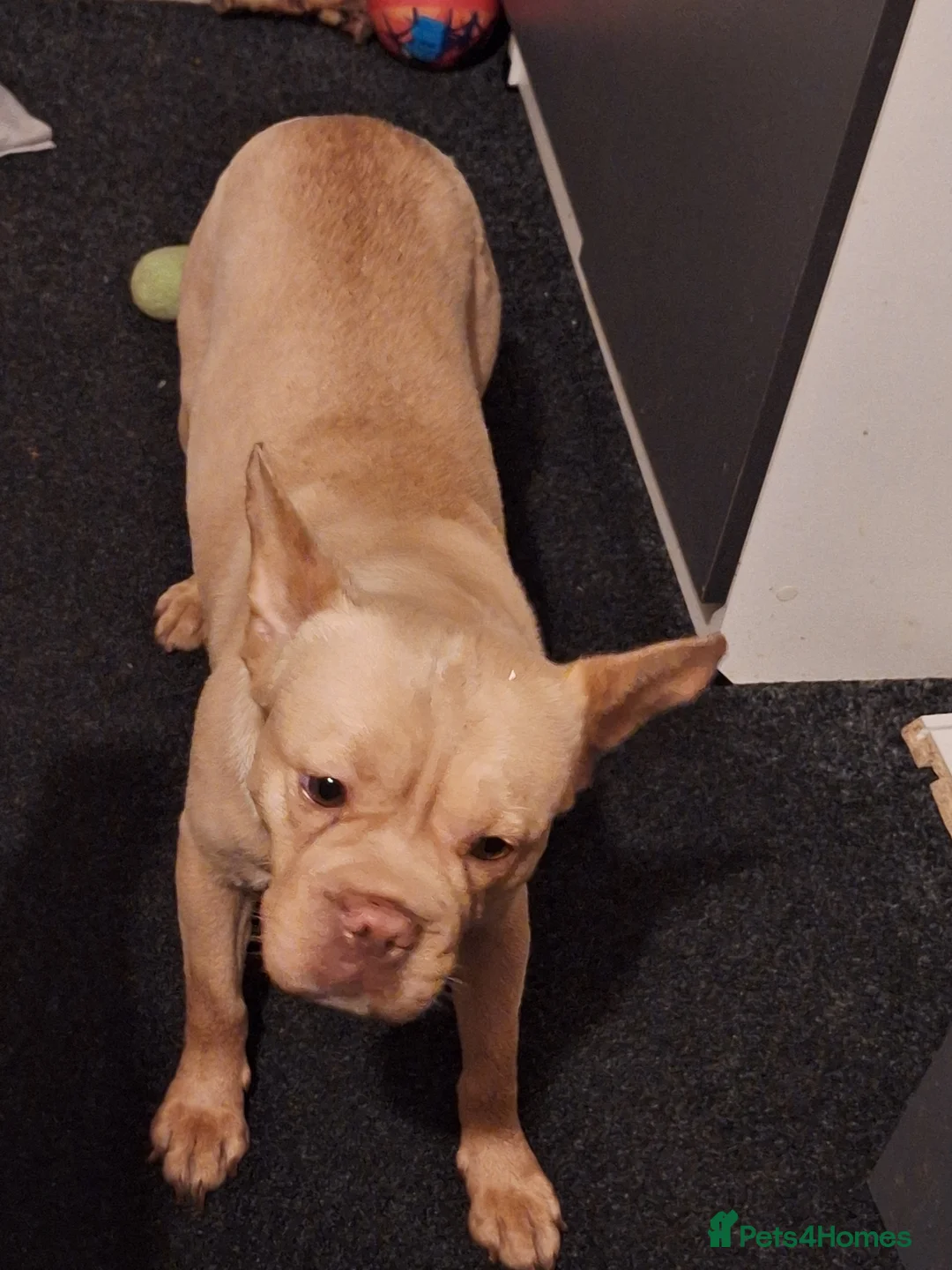 Mixed Breed dogs for sale:  frenchie - Advert 2