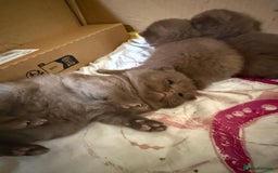 British Shorthair cats for sale: Pure British short hair kittens  - Image 4