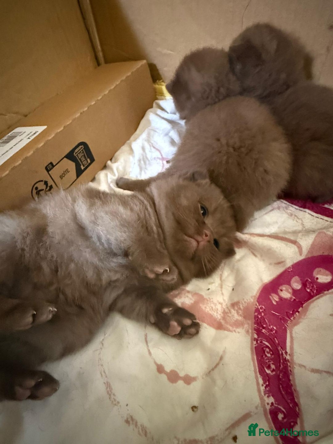 British Shorthair cats for sale: Pure British short hair kittens  - Image 4