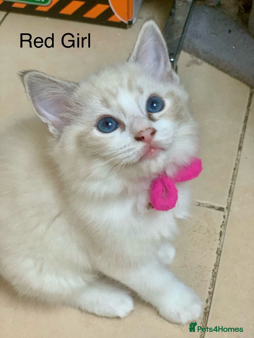 Ragdoll cats for sale: ❗️Charming Pure Ragdoll Kittens waiting love ❤️❗️ - Advert 5