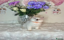 Ragdoll cats for sale: ⭐️TICA REG⭐️Pedigree Ragdoll Kittens DNA CLEAR ✅  - Image 25