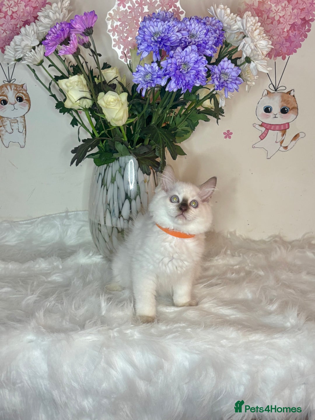 Ragdoll cats for sale: ⭐️TICA REG⭐️Pedigree Ragdoll Kittens DNA CLEAR ✅  - Image 25