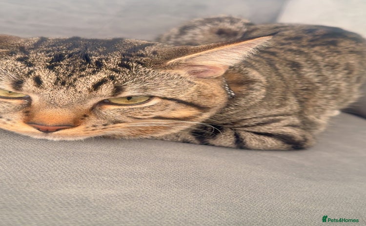 British Longhair cats - Advert 1