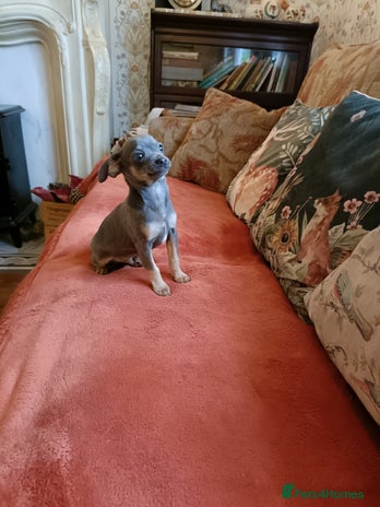 Mixed Breed dogs Stunning unique 3/4 Chihuahua x Italian greyhound - Advert 1