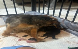 Mixed Breed dogs for sale: Yokrshire terrier pups  - Image 5