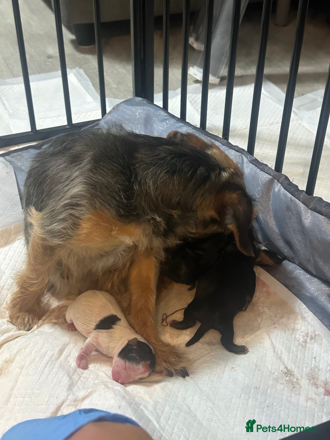 Mixed Breed dogs for sale: Yokrshire terrier pups  - Image 5