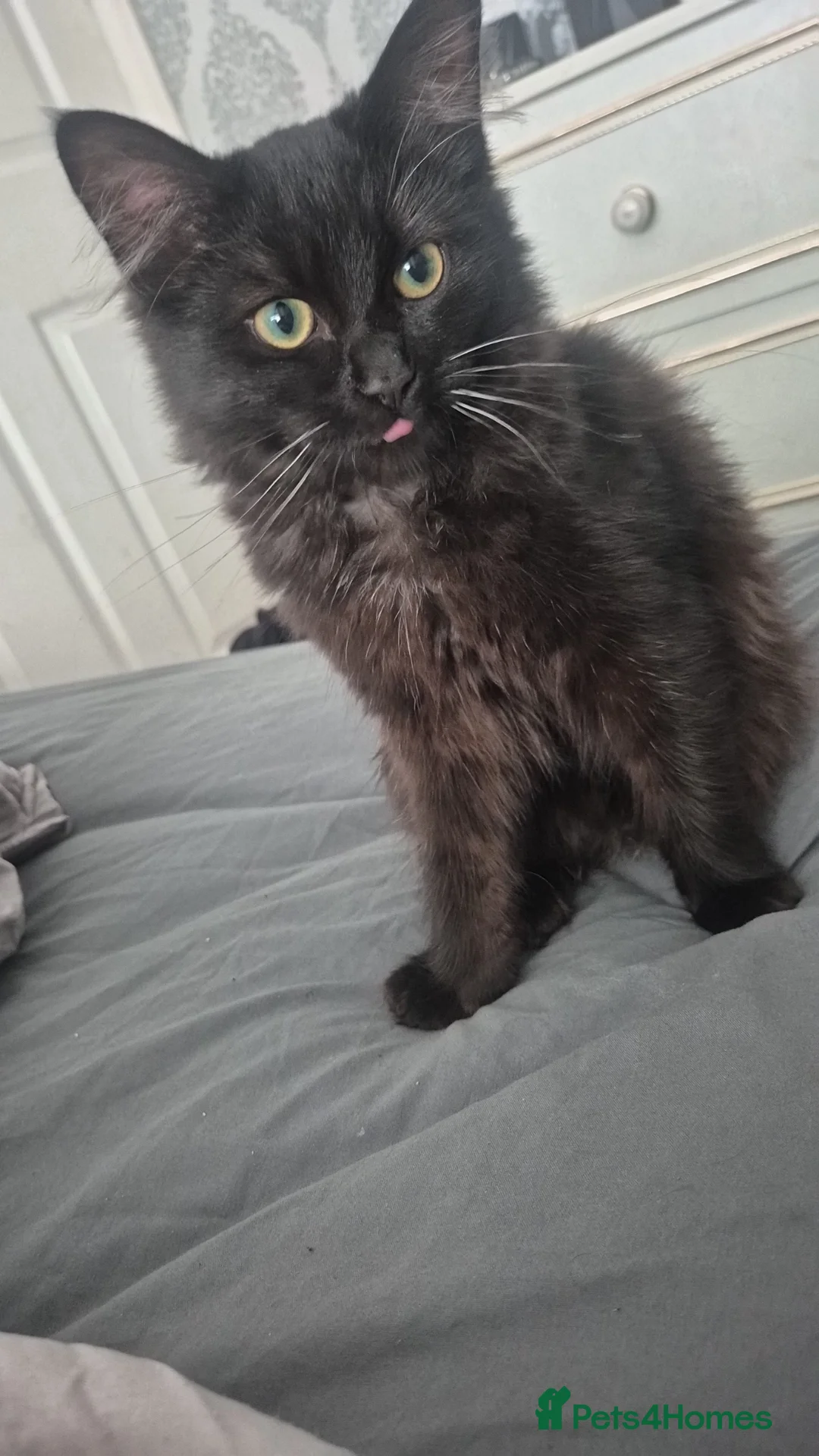 Maine Coon cats for sale: Maincoon x siberian - Advert 2