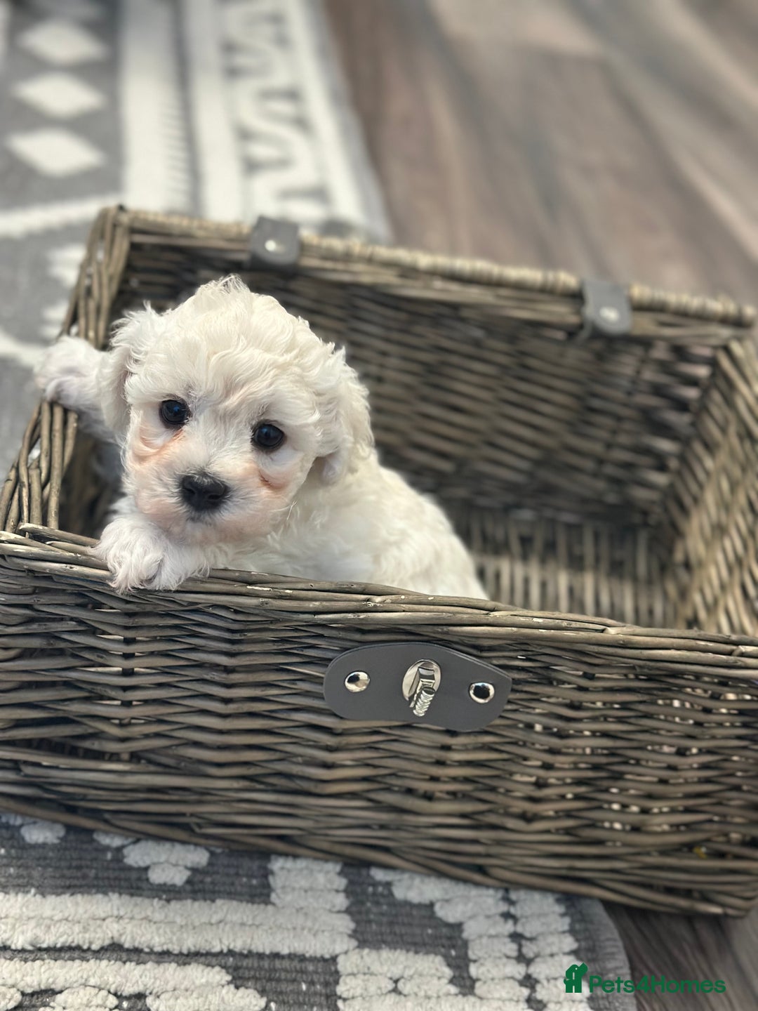 Bichon Frise dogs for sale: ✨ Bichon Frisé Puppies from Champion Bloodlines ✨ - Advert 30