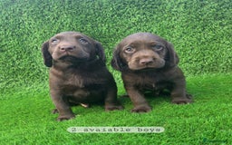 Cockerdor dogs for sale: READY NOW CHOCOLATE COCKERDORS - Image 9