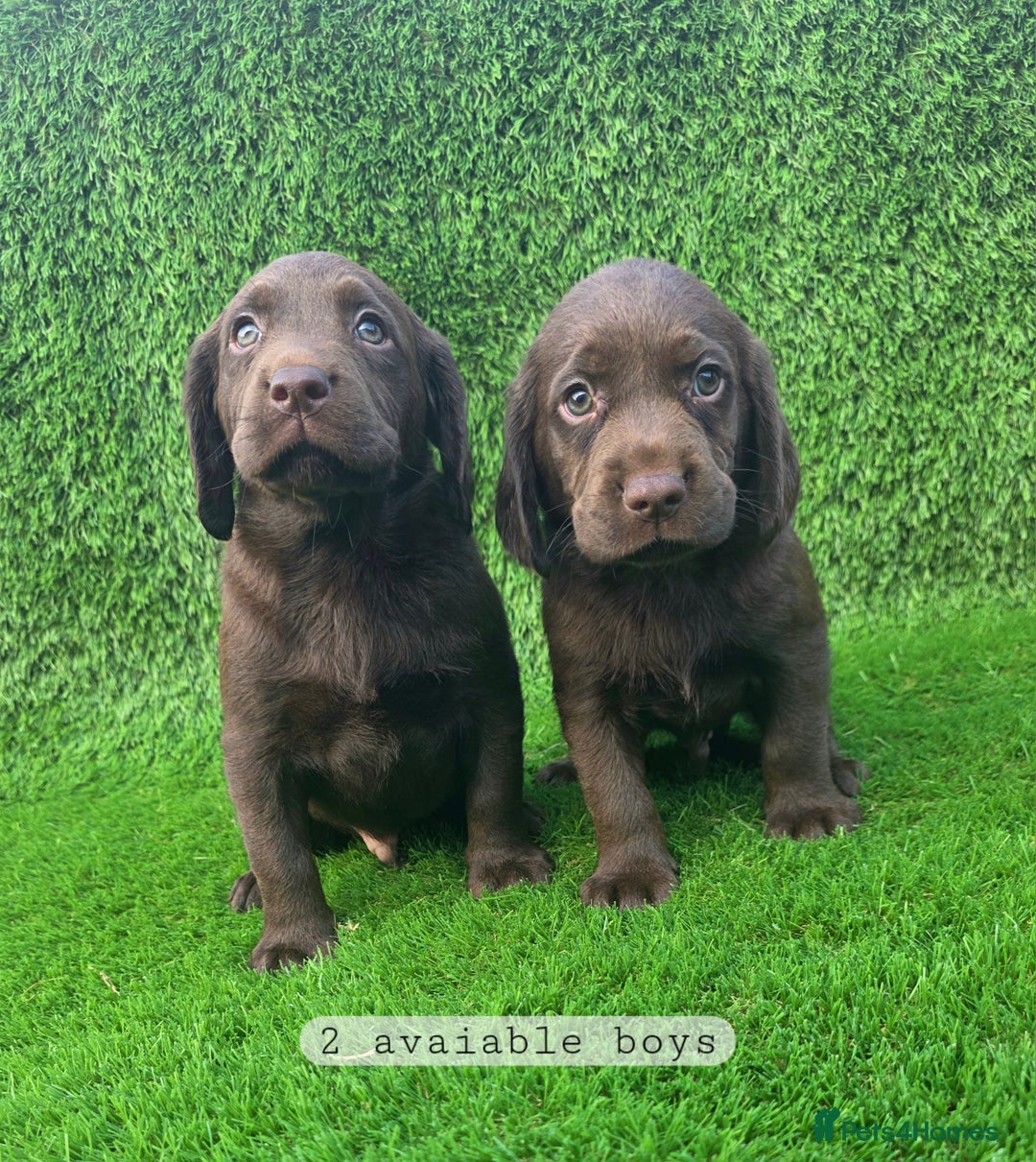 Cockerdor dogs for sale: READY NOW CHOCOLATE COCKERDORS - Image 9