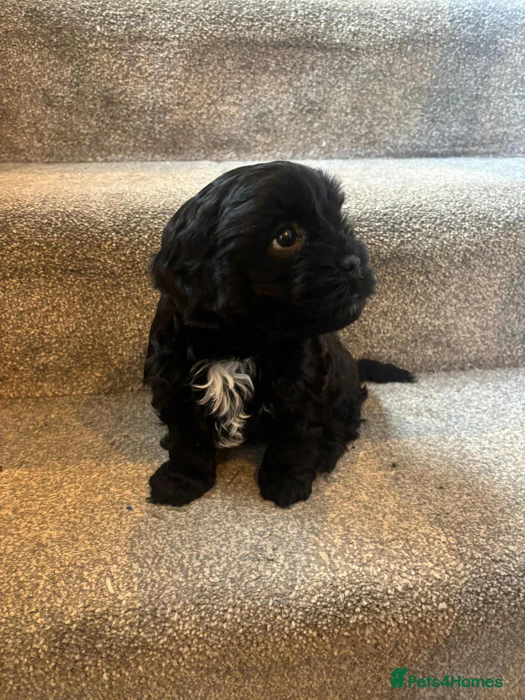 Mixed Breed dogs for sale: 4 Beautiful Cava-Tzu puppies for sale  - Advert 17