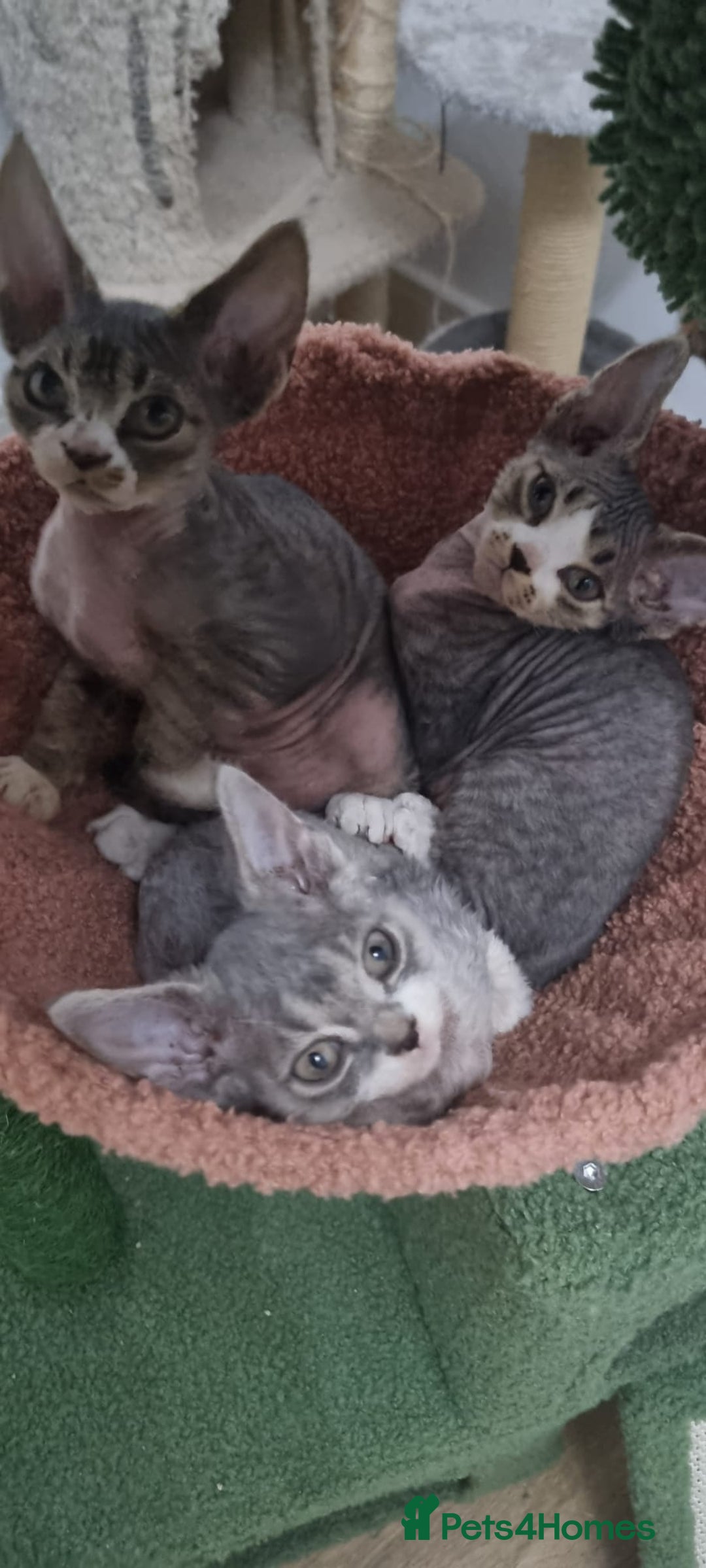 Devon Rex cats for sale: Three lovely brothers and sister - Advert 4