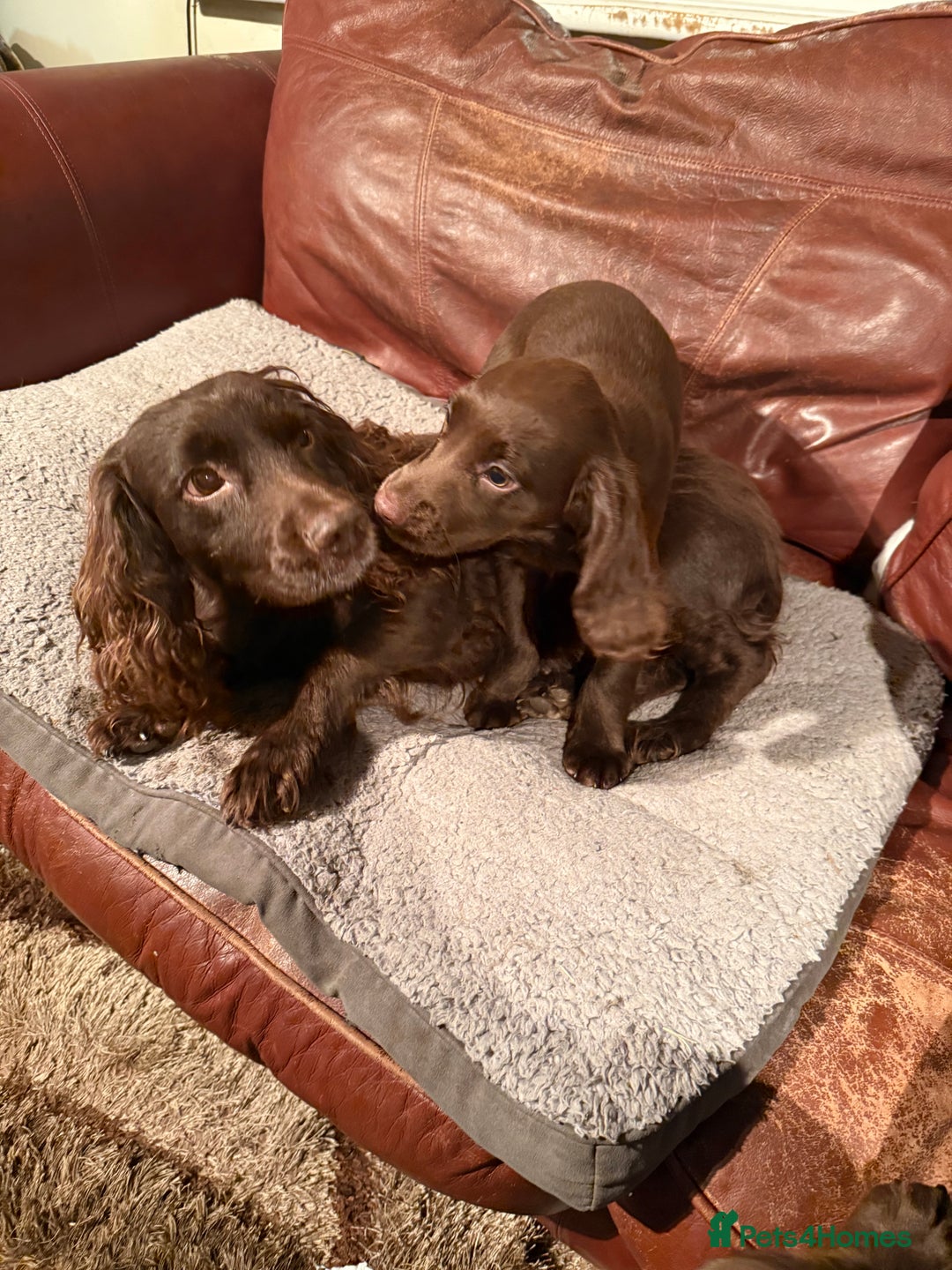 Cocker Spaniel dogs for sale: K.C. Well bred chocolate working cocker spaniels - Image 13