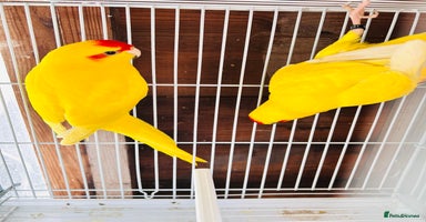 Parakeets birds - Advert 14