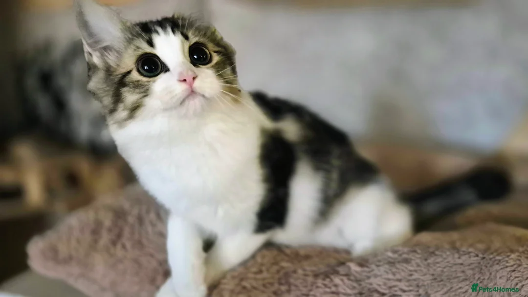 Munchkin cats for sale: Munchkin × British Longhair  - Advert 6