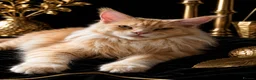 Maine Coon cats for sale: MAINE COON Kitten's redy for reservation. - Advert 2
