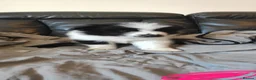 Mixed Breed dogs for sale: 5 gorgeous rare Samollie puppies  - Advert 14