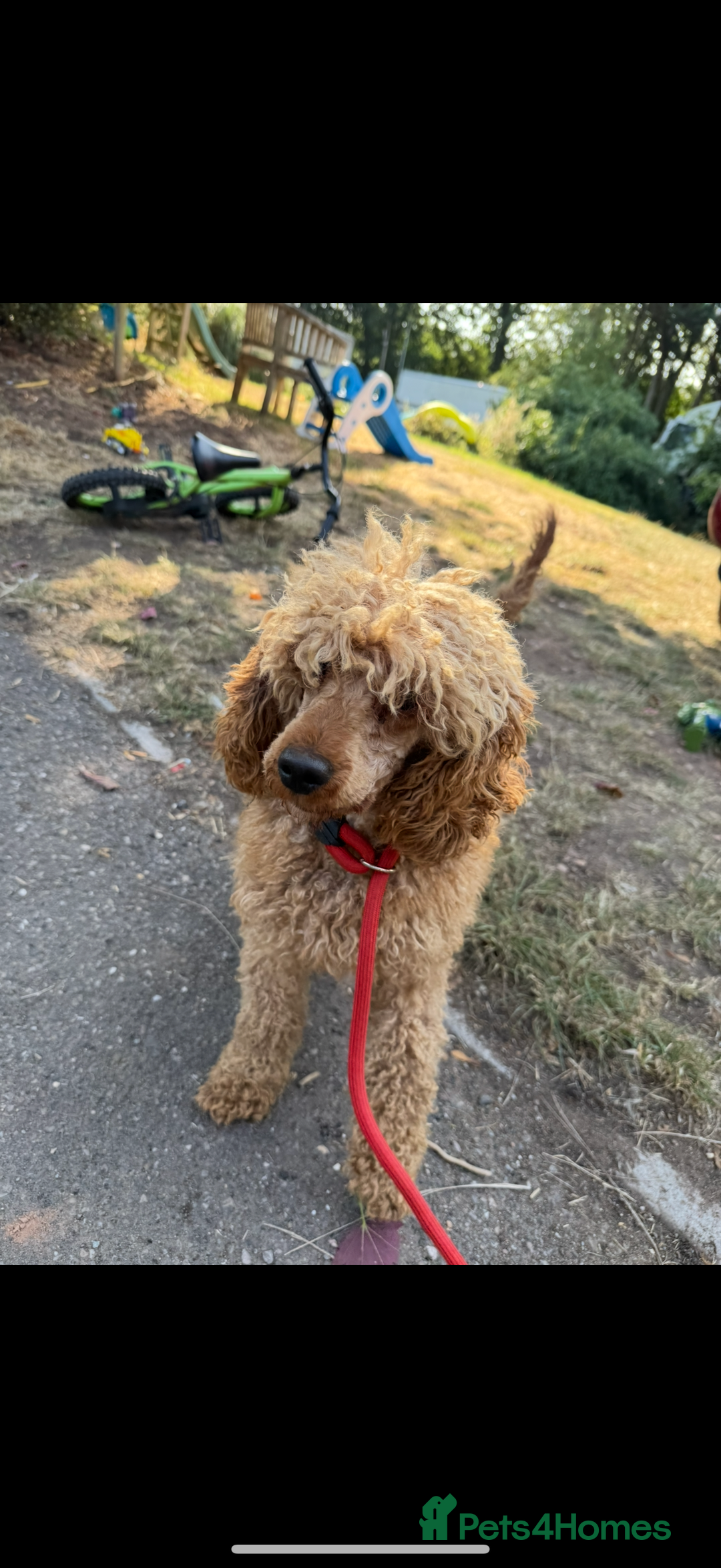 Cockapoo dogs for sale: F1 Cockapoo’s available  - Advert 22