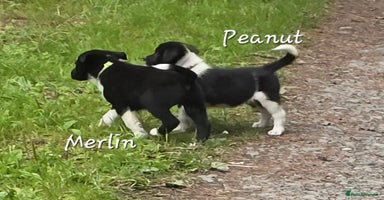 Border Collie dogs - Advert 2