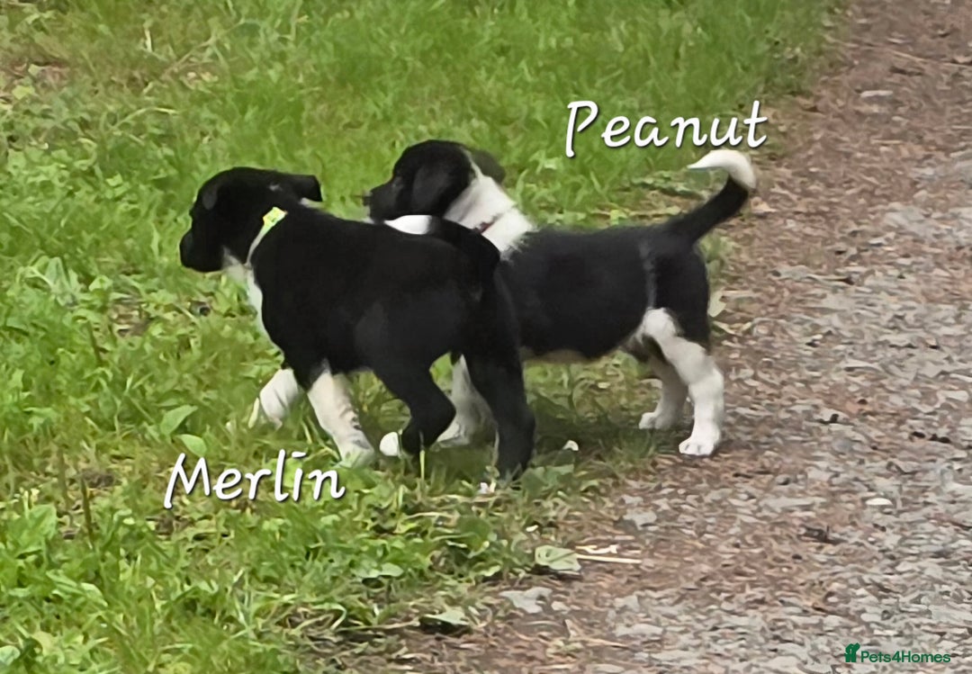 Border Collie dogs for sale:  Any farmers looking for working dogs? - Image 6