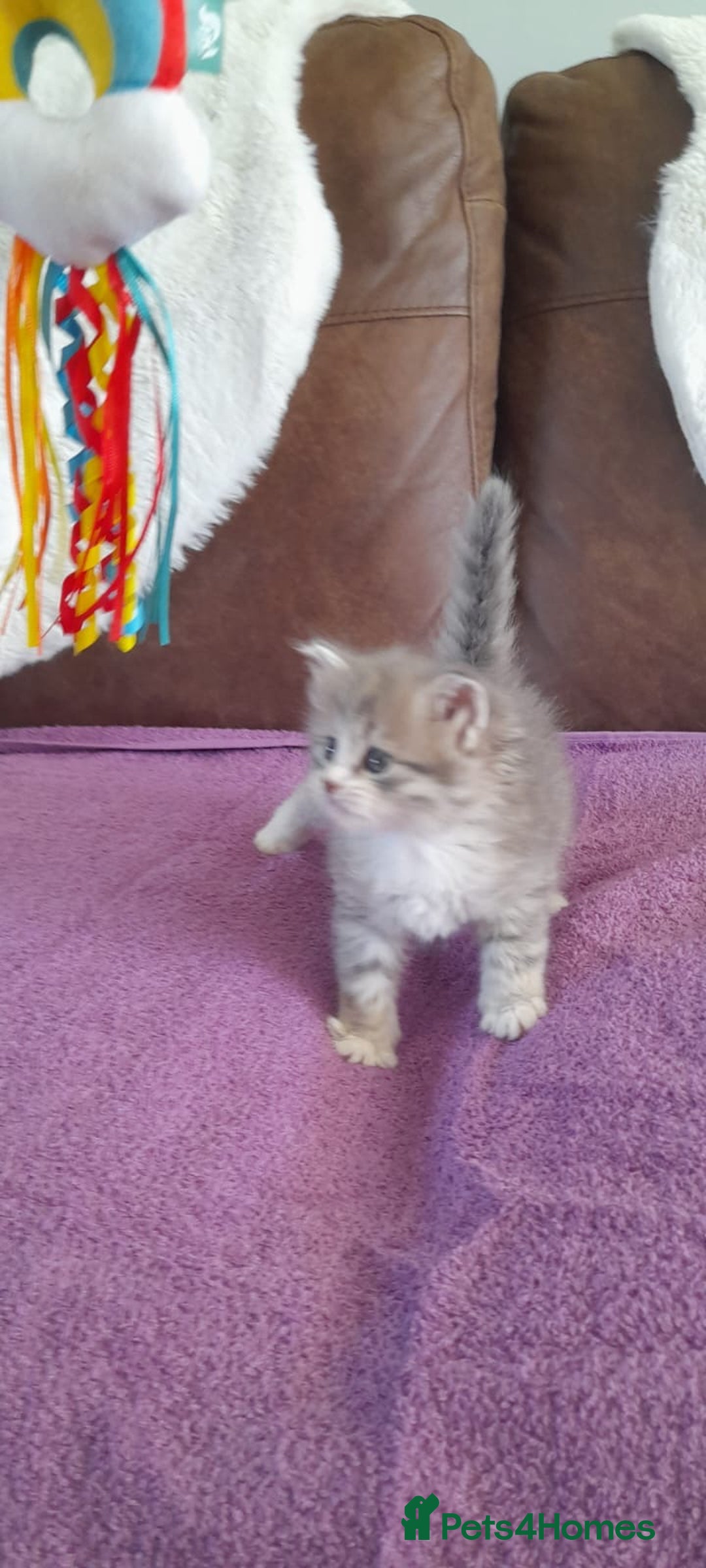Siberian cats for sale: Siberian GCCF. kittens  - Image 5
