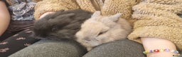 Lionhead rabbits for sale: Lionhead bunnies - Advert 7