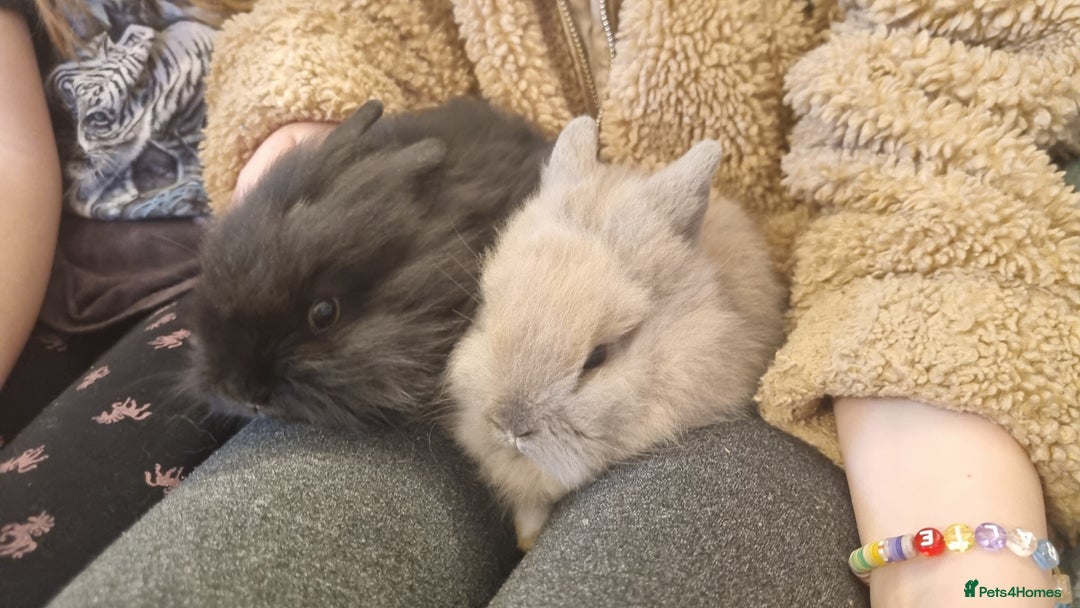 Lionhead rabbits for sale: Lionhead bunnies - Advert 7